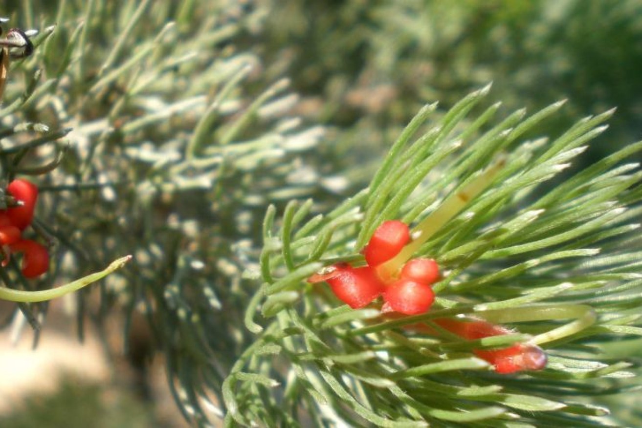 The Albany woolly bush makes a good potted native Christmas tree.