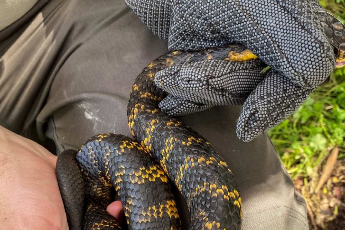 Damian Lettoof catches and measures tiger snakes at Perth wetlands.