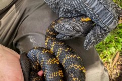 City lakes are crawling with tiger snakes
