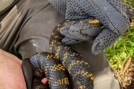 City lakes are crawling with tiger snakes