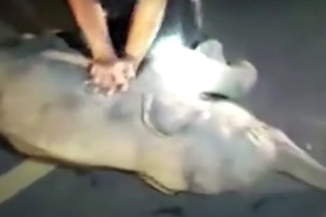 Off-duty medic saves baby elephant with CPR
