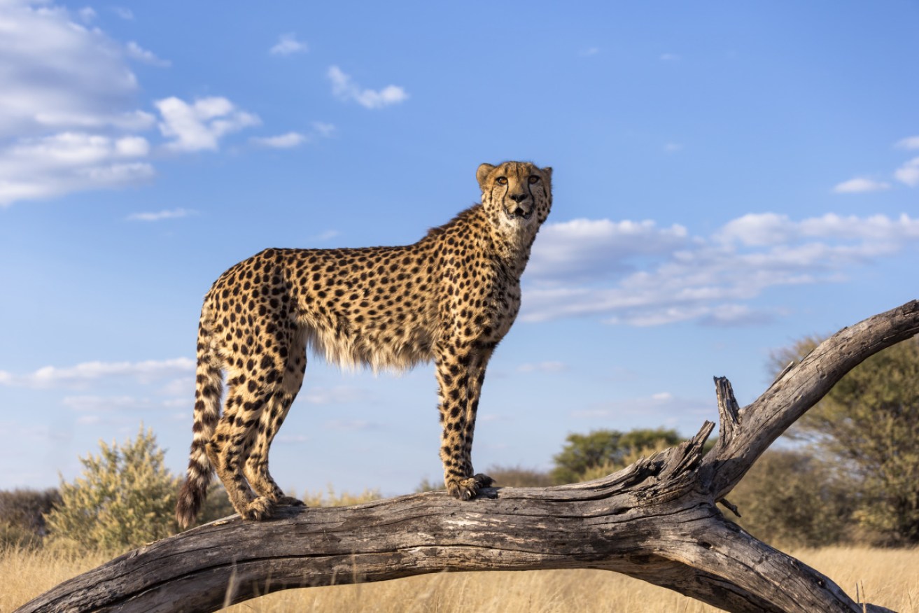 Cheetahs once roamed across much of India and the Middle East, but today the entire Asian cheetah population numbers just dozens.