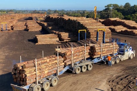 China suspends Australian timber imports from New South Wales and Western Australia