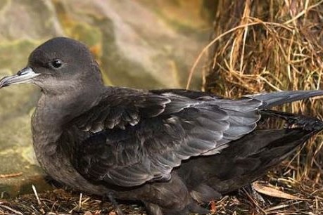 Port Fairy’s migratory short-tailed shearwaters rally after mass deaths halve colony