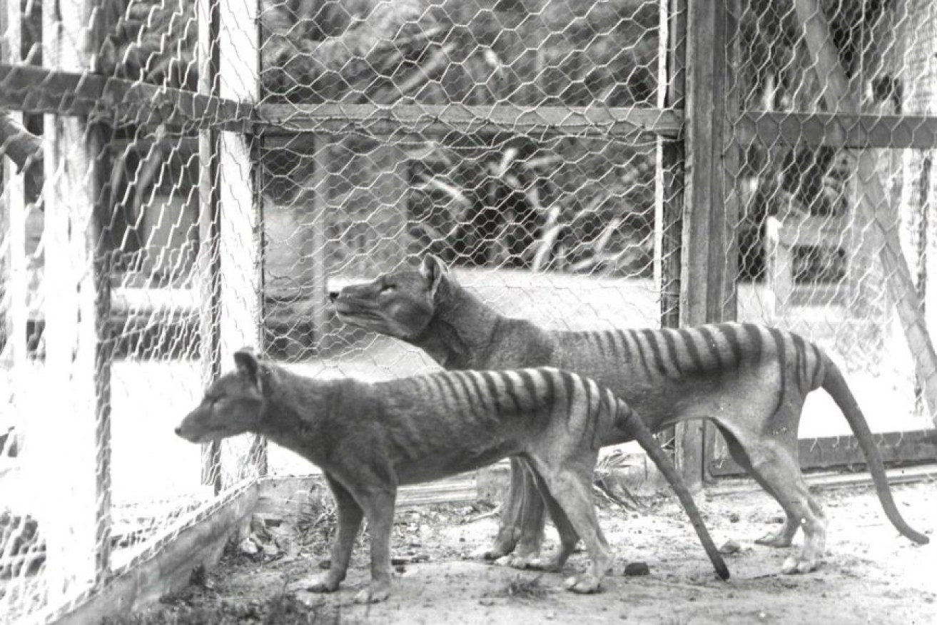Tasmanian tigers have been extinct since the last animal died at Hobart's Beaumaris Zoo in 1936. 