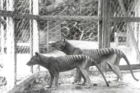 Research uncovers surprising detail about the evolution of Tasmanian tigers