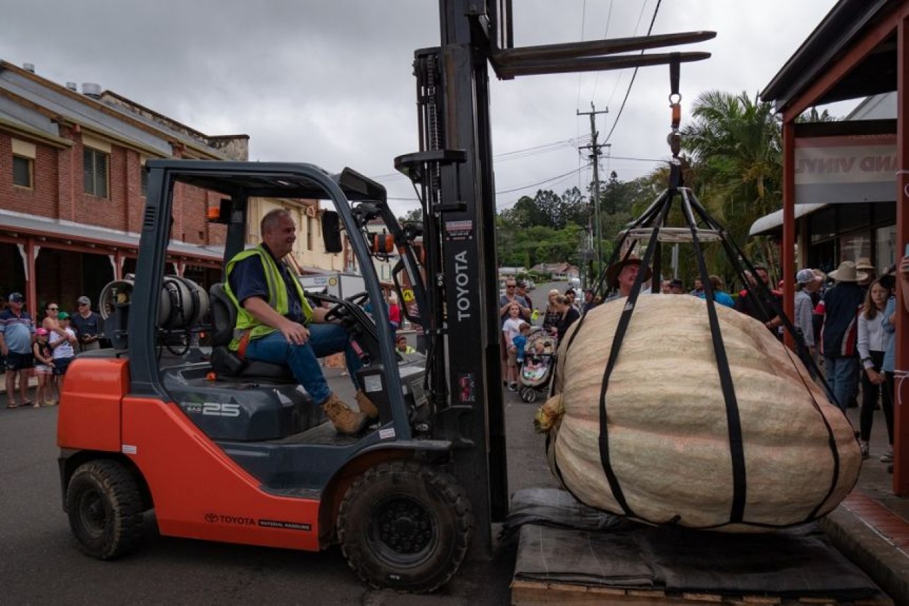 Dale Oliver's giant pumpkin about to be weighed at the 2021 Giant Pumpkin Festival.