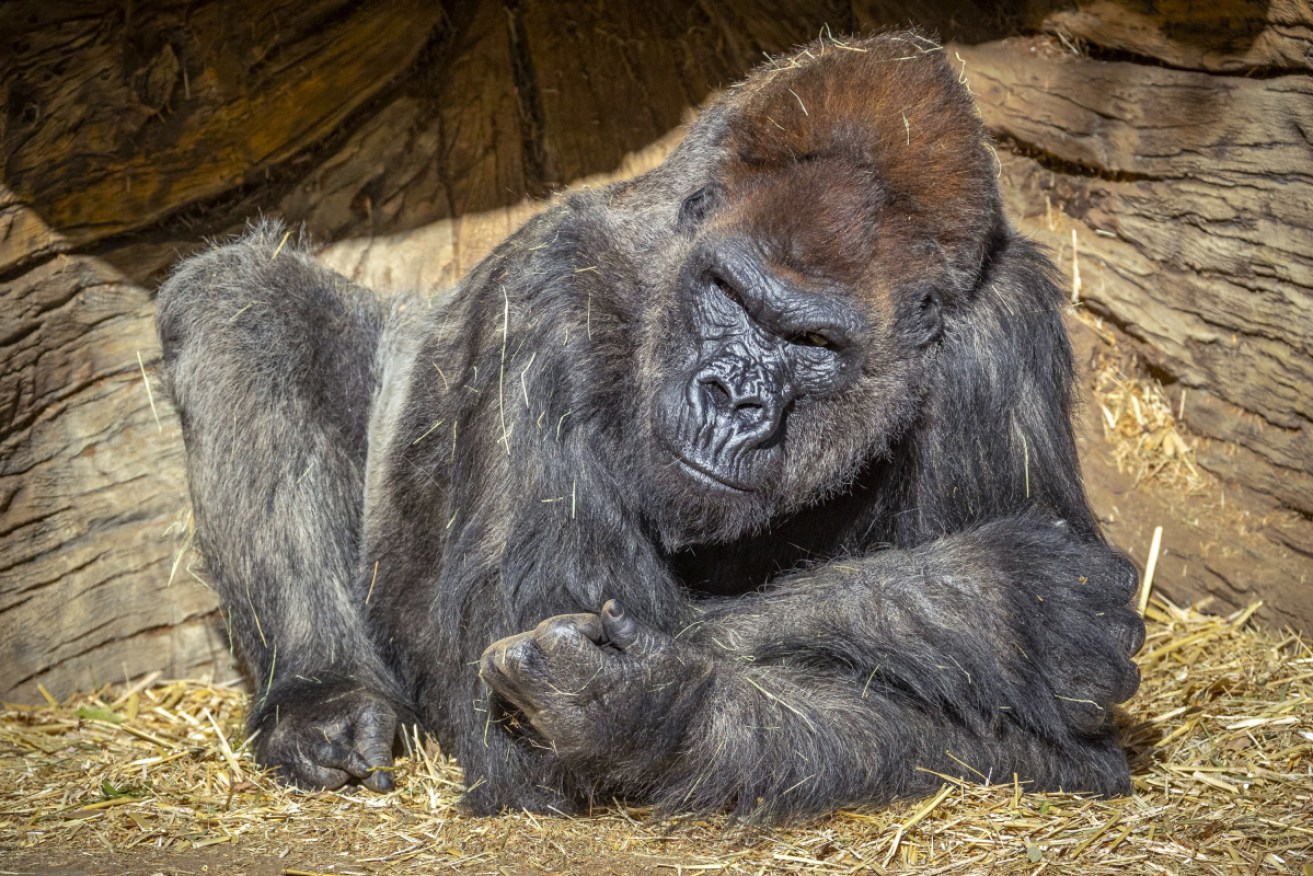 Members of the gorilla troop at the San Diego Zoo Safari Park have tested positive for the coronavirus. 
