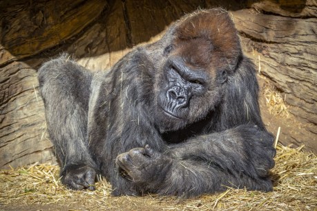 Two US gorillas test positive for COVID-19