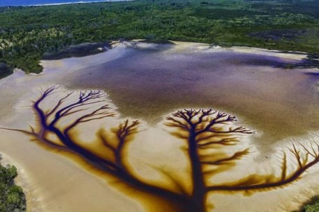 ‘Tree of life’: Aerial photos of Lake Cakora at Brooms Head reveal spectacular patterns