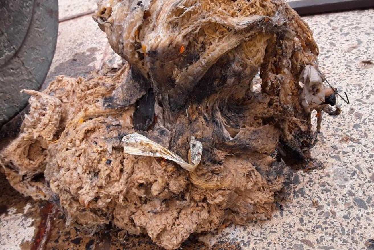 A fatberg pulled from WA's drainage system during 2020.
