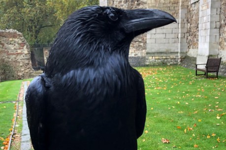 Tower of London missing its Queen Raven