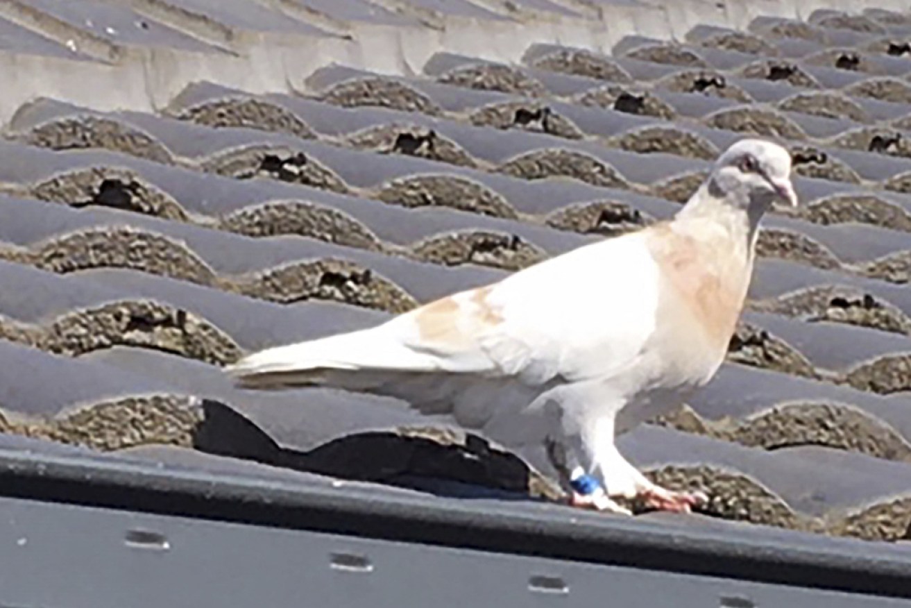 Joe the pigeon shows off the blue leg band that has caused all the trouble.