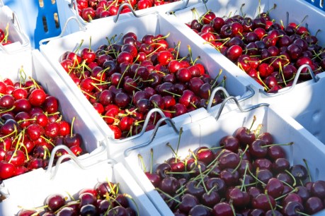 McCormack sweet on Aust cherries, as China sours
