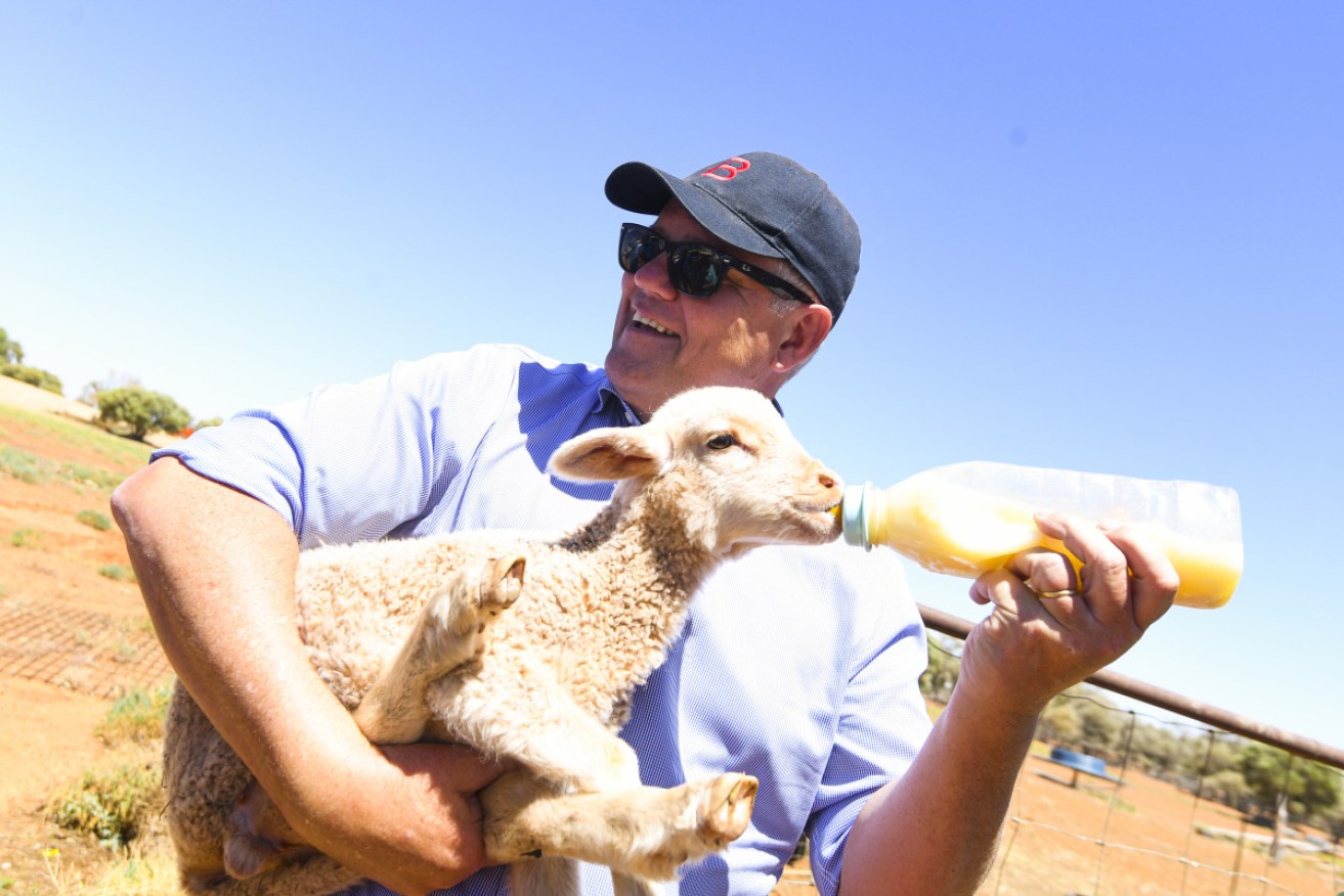 Scott Morrison feeding a lamb, still on a farm.