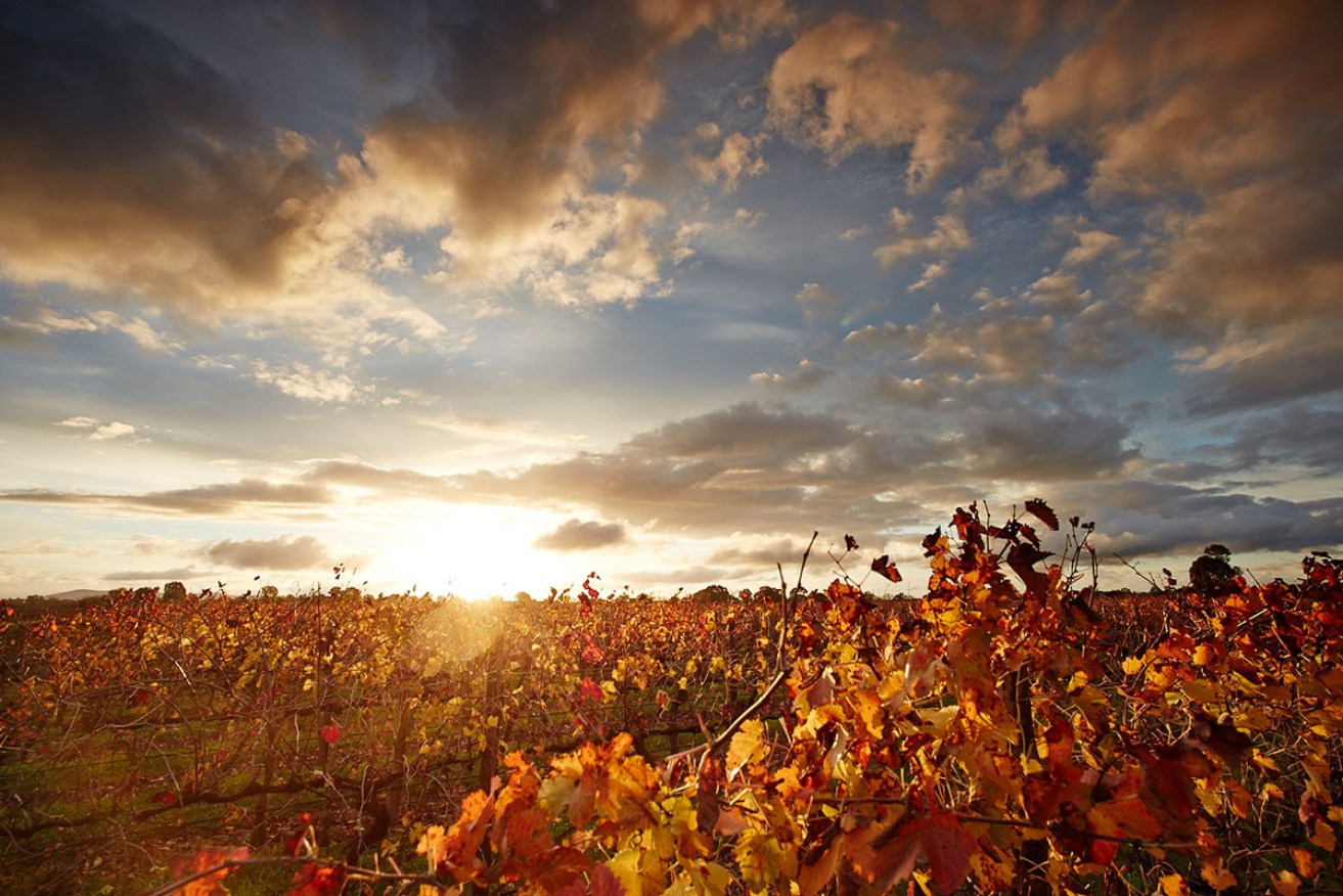 King Valley has been one of Australia’s pioneering regions in embracing new wave wines.