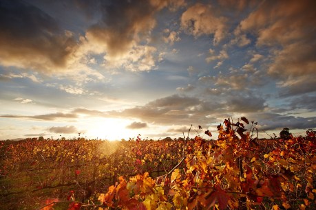 Top three Australian new wave wine regions