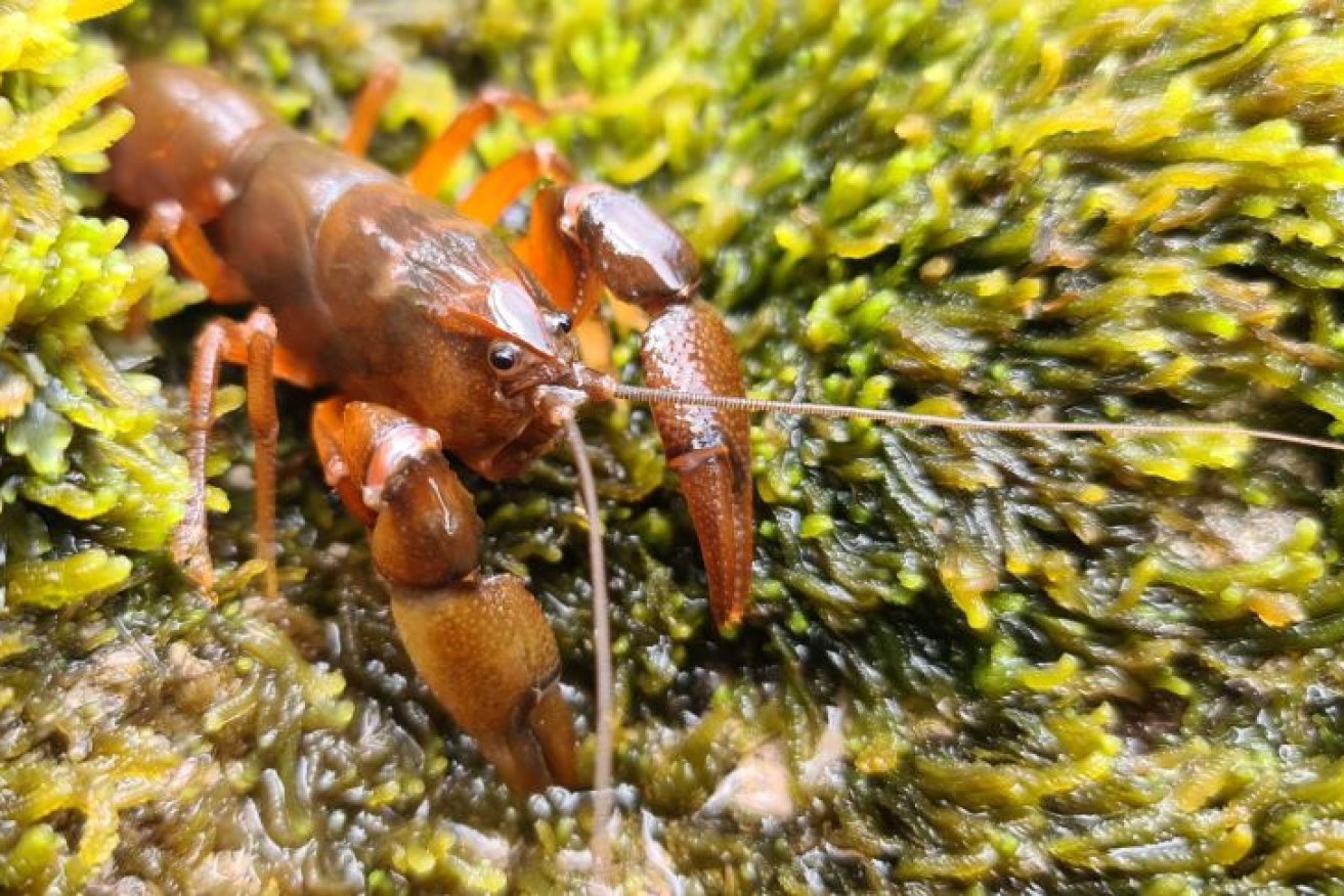 The small crayfish were found in the creeks that lead to Lake Burbury. 