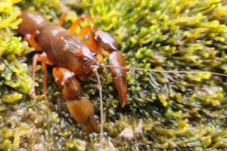 Researchers rejoice at rediscovery of tiny Tasmanian crayfish thought to be extinct