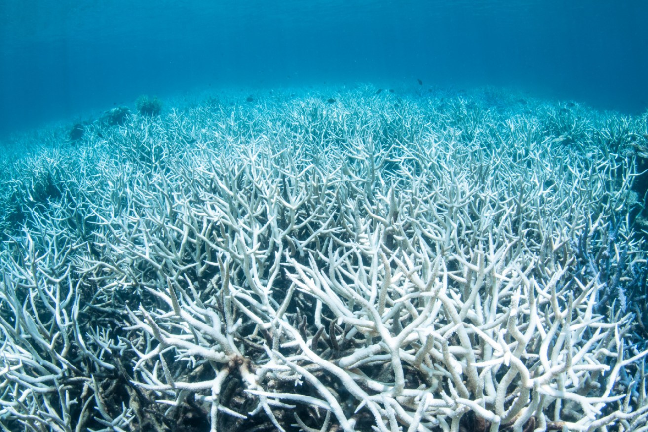 The world's reefs are facing a mass bleaching event, which has already hit the Great Barrier Reef.Photo: Getty
