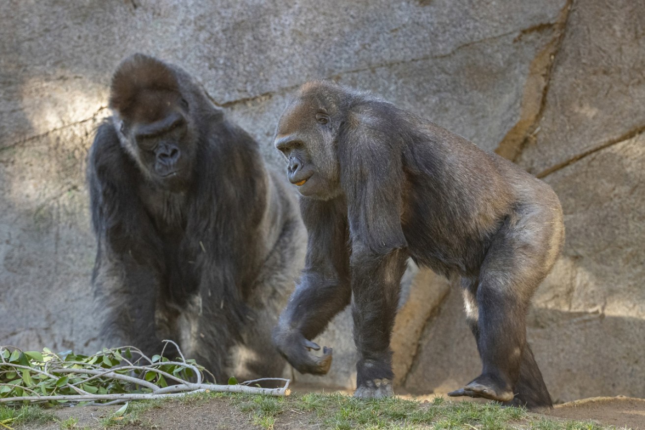 Two of the zoo's gorillas, Winston and Imani, who are recovering from COVID.