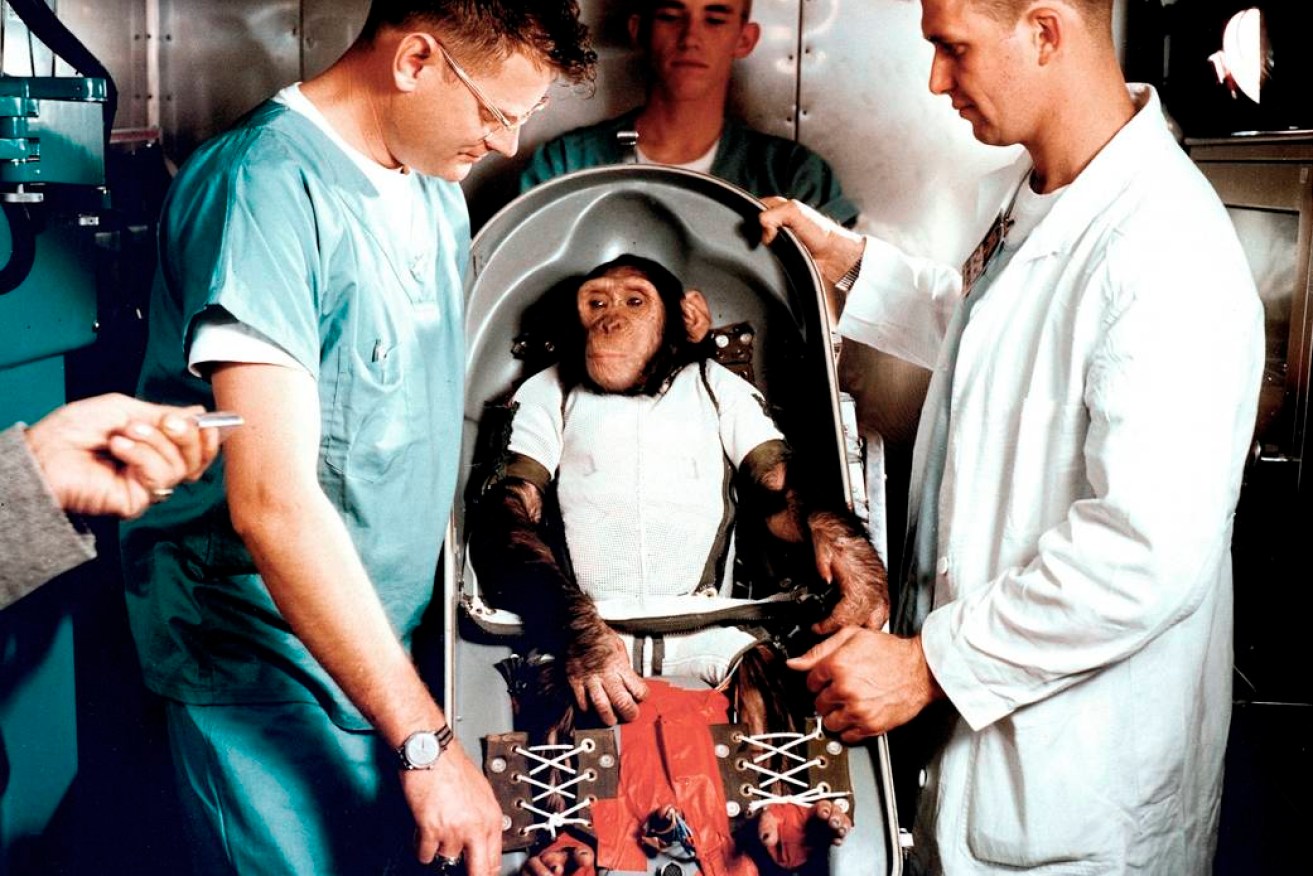 A three-year-old chimpanzee, named Ham, in the bio-pack couch for the MR-2 suborbital test flight.