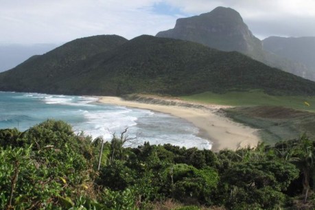 Lord Howe Island sees a wildlife miracle after mass cull of 300,000 invasive rats and mice