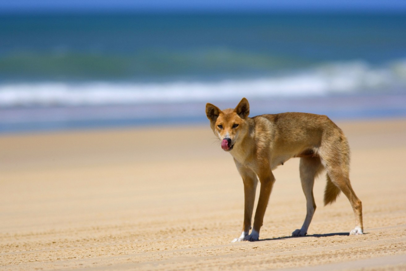 A dingo on the beach at K'gari (Fraser Island). 