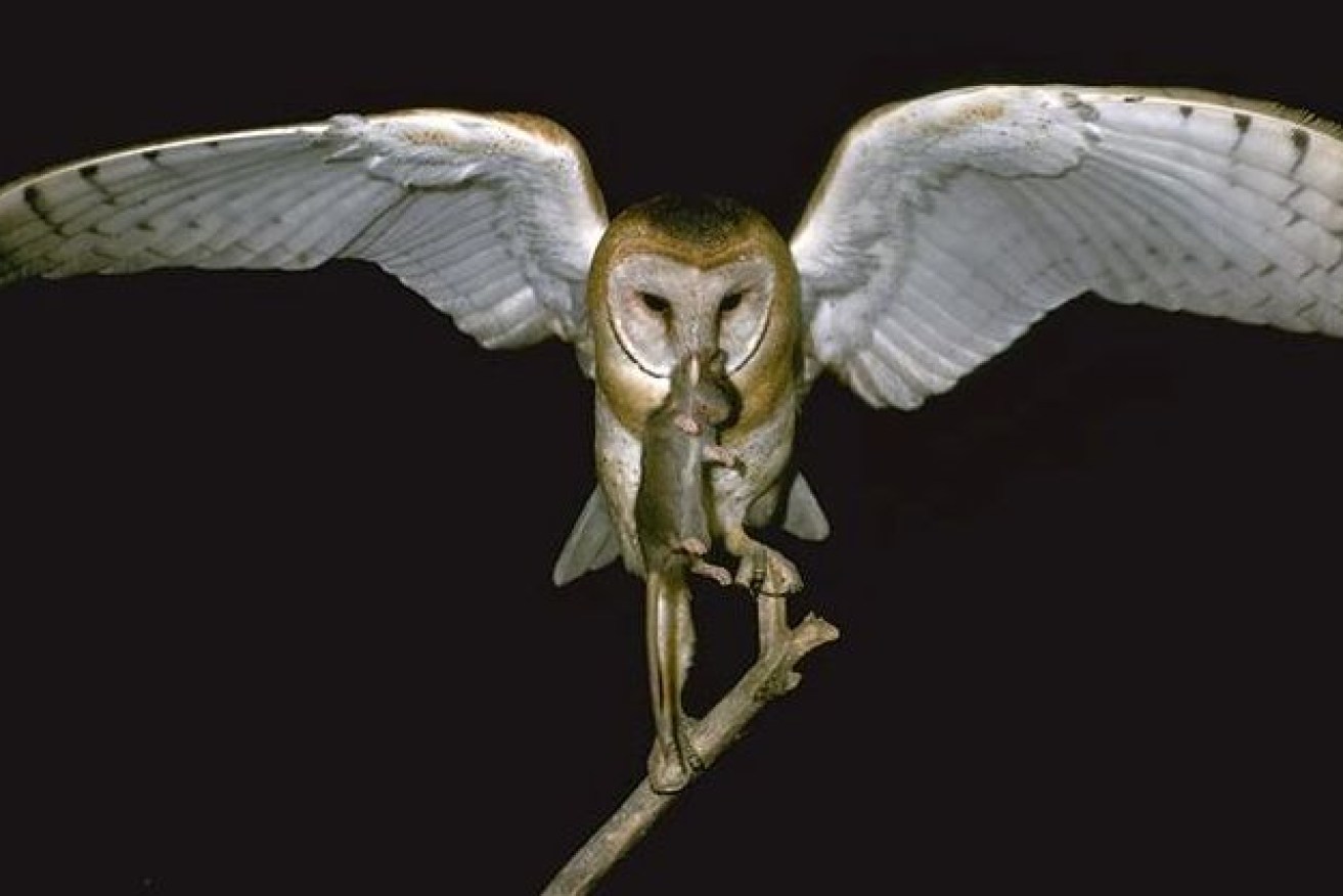 Mice make up 90 per cent of barn owls' diet. Photo: California Department Of Fish And Wildlife