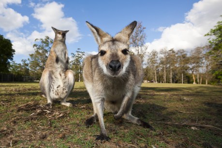 Queensland woman injured by kangaroo
