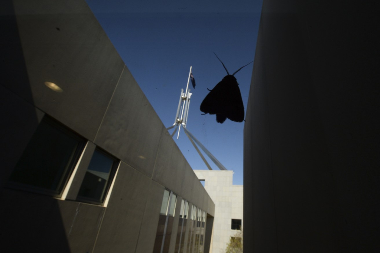 A Bogong moth in Canberra. 