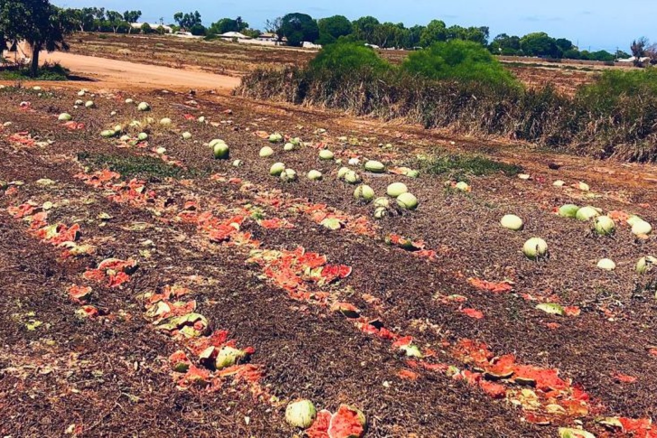 Watermelon grower Tony Vrankovich was forced to slash 100 tonnes of fruit. Photo: ABC News: Tony Vrankovich
