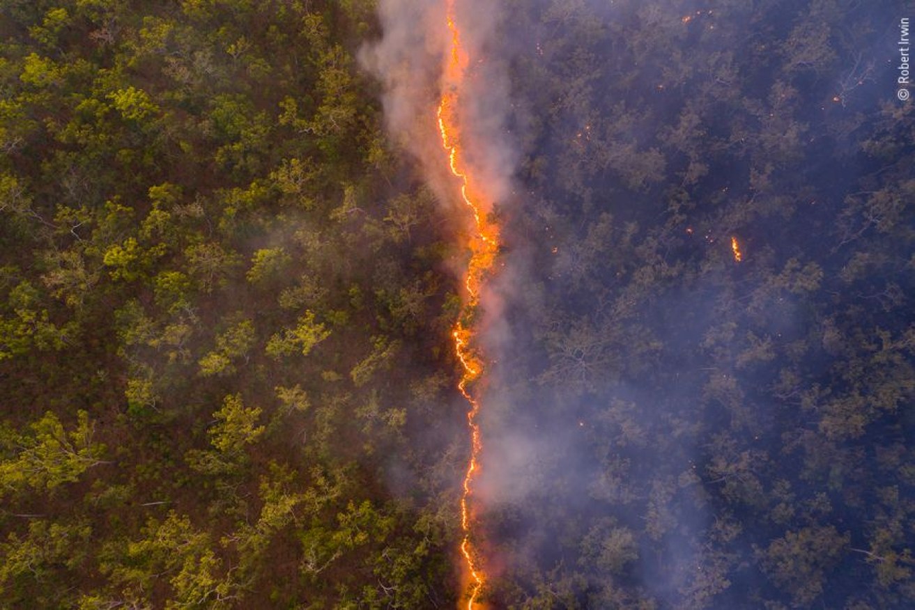 The "stirring and symbolic" image stood out in the Natural History Museum's annual competition. 