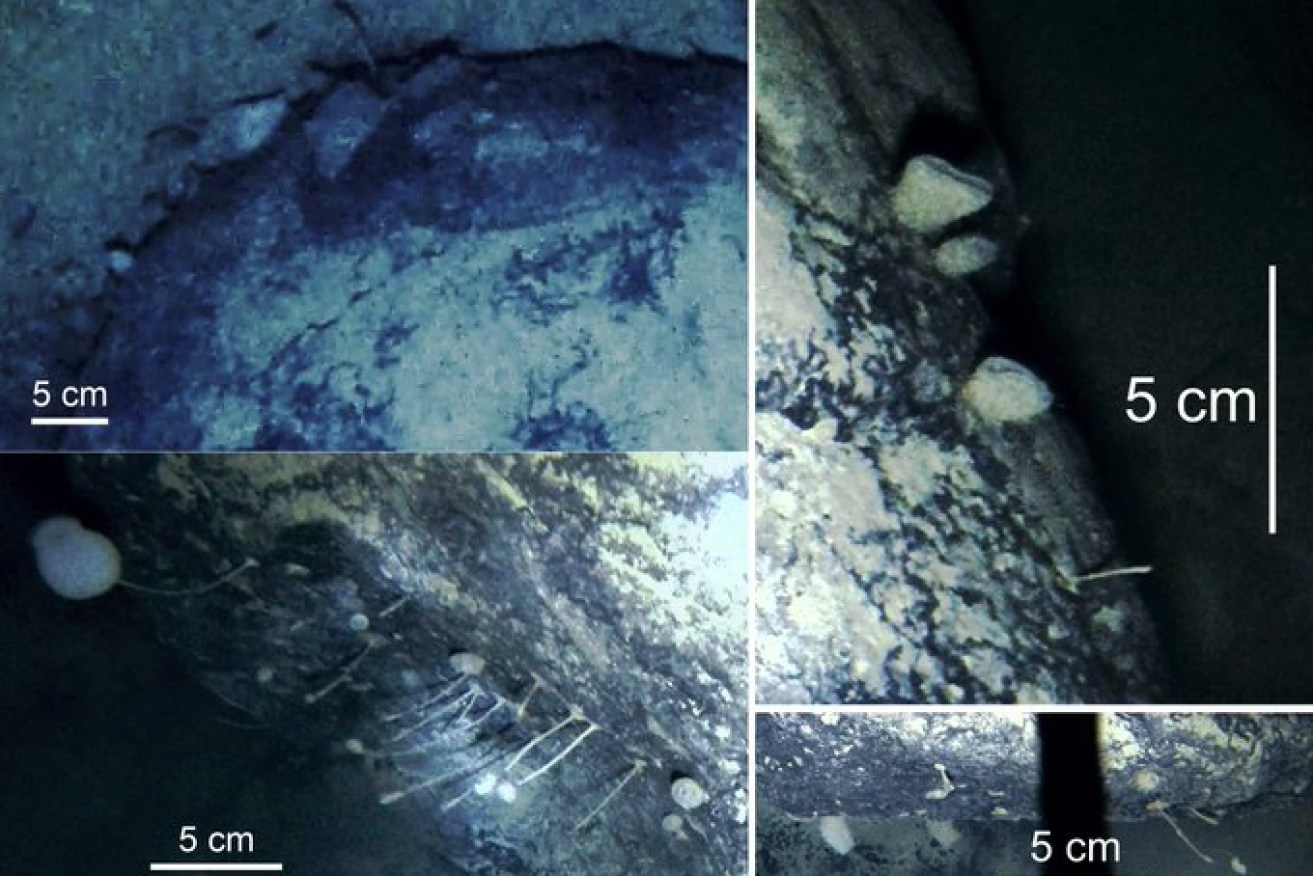 Scientists have found "strange creatures" that look like sponges and possibly other unknown species attached to a boulder on the sea floor under Antarctica.