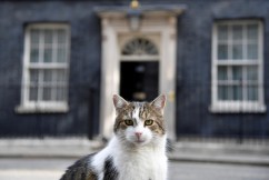 Downing Street’s top cat marks decade in residence
