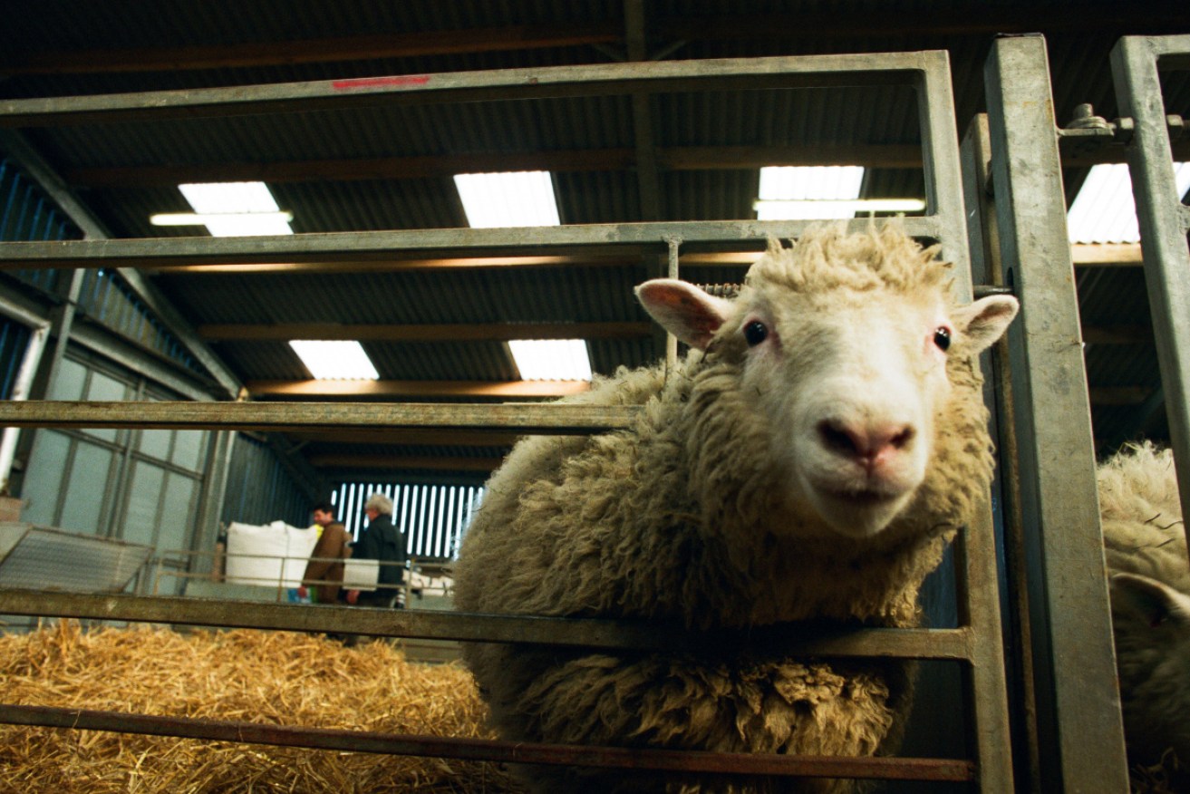 Dolly, the first genetically copied sheep, at the Roslin Institute, UK.