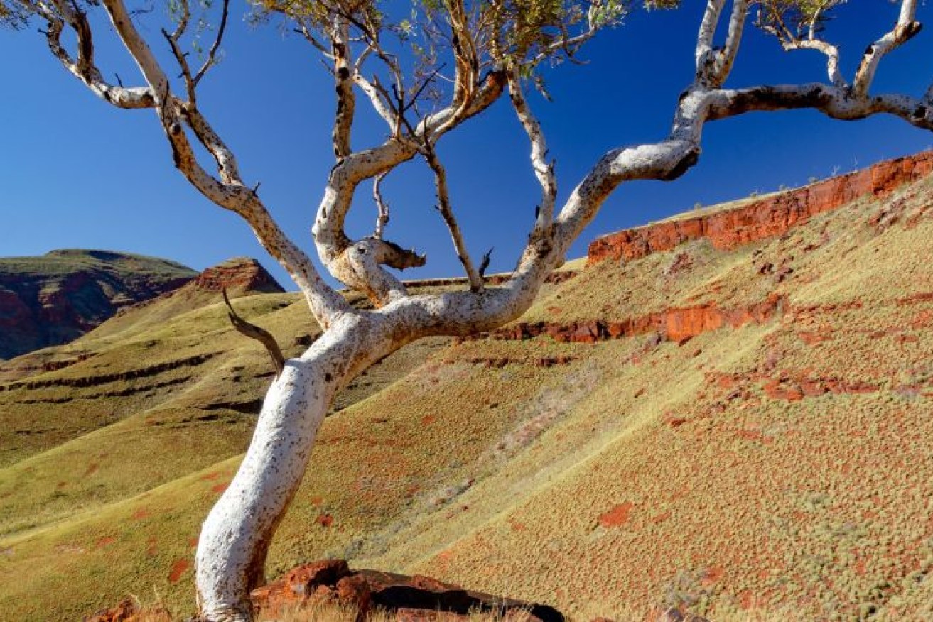 Banjima traditional lands around Karijini National Park in the Pilbara region of Western Australia.