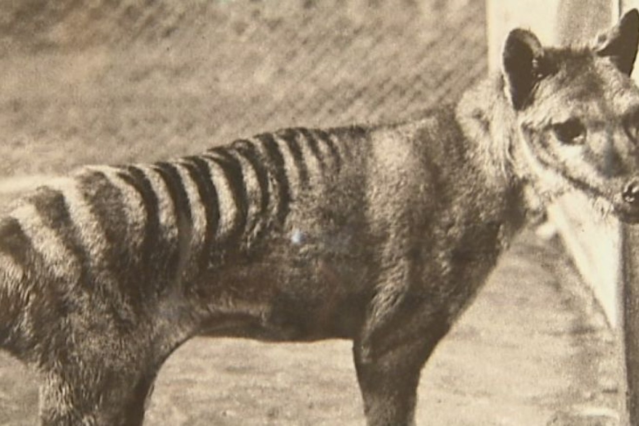 Researchers have recovered RNA - genetic material in all living cells that has structural similarities to DNA - from a Tasmanian tiger stored since 1891.