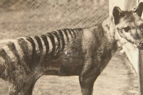 ‘Tasmanian tiger’ footage not of a thylacine but a pademelon, experts say
