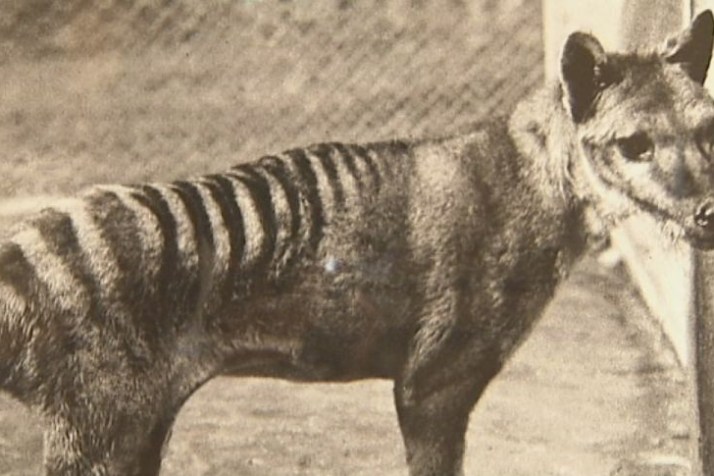 Breakthrough in project to return Tassie tiger to life