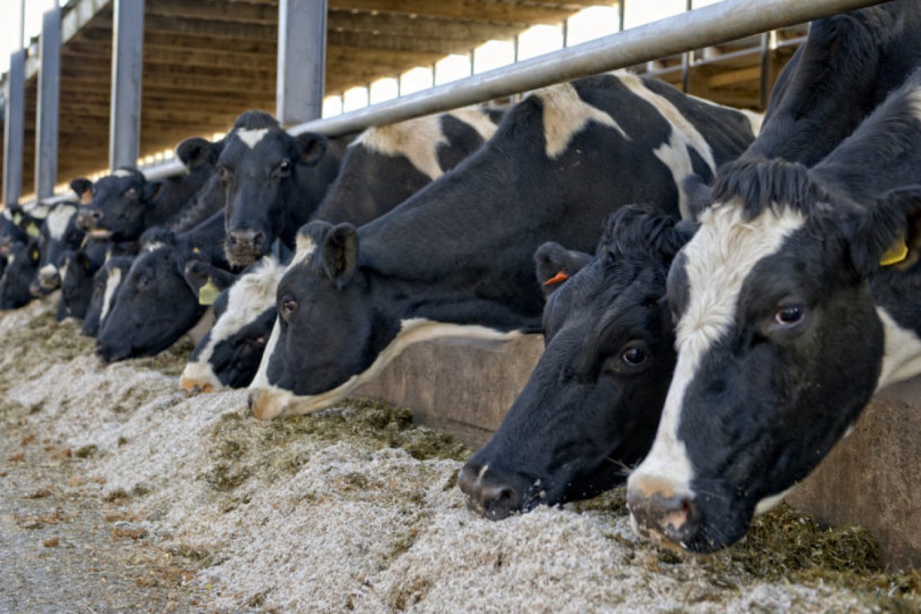 A report found over 85 per cent of agricultural land with foreign ownership was used for livestock.