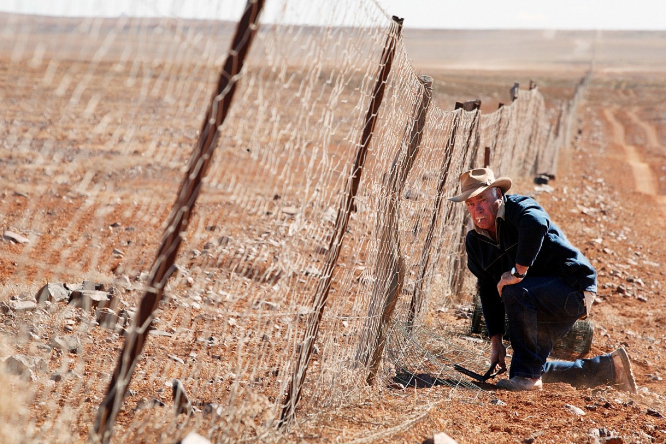 Jeff Boland works on the dingo fence north of Coober Pedy in July 2002.