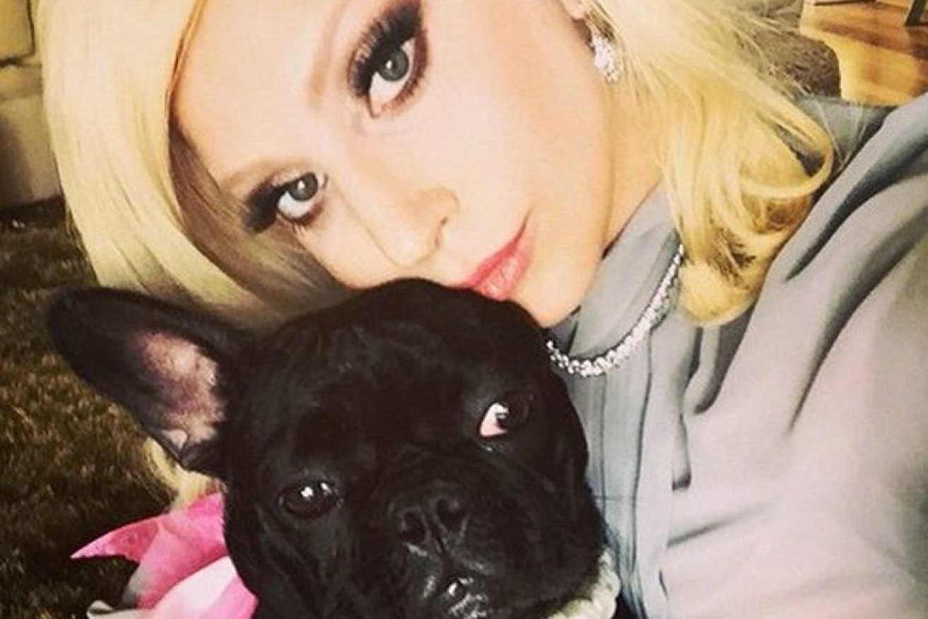 Lady Gaga's dog Asia (pictured) made an escape while the other two were captured by an alleged gunman.