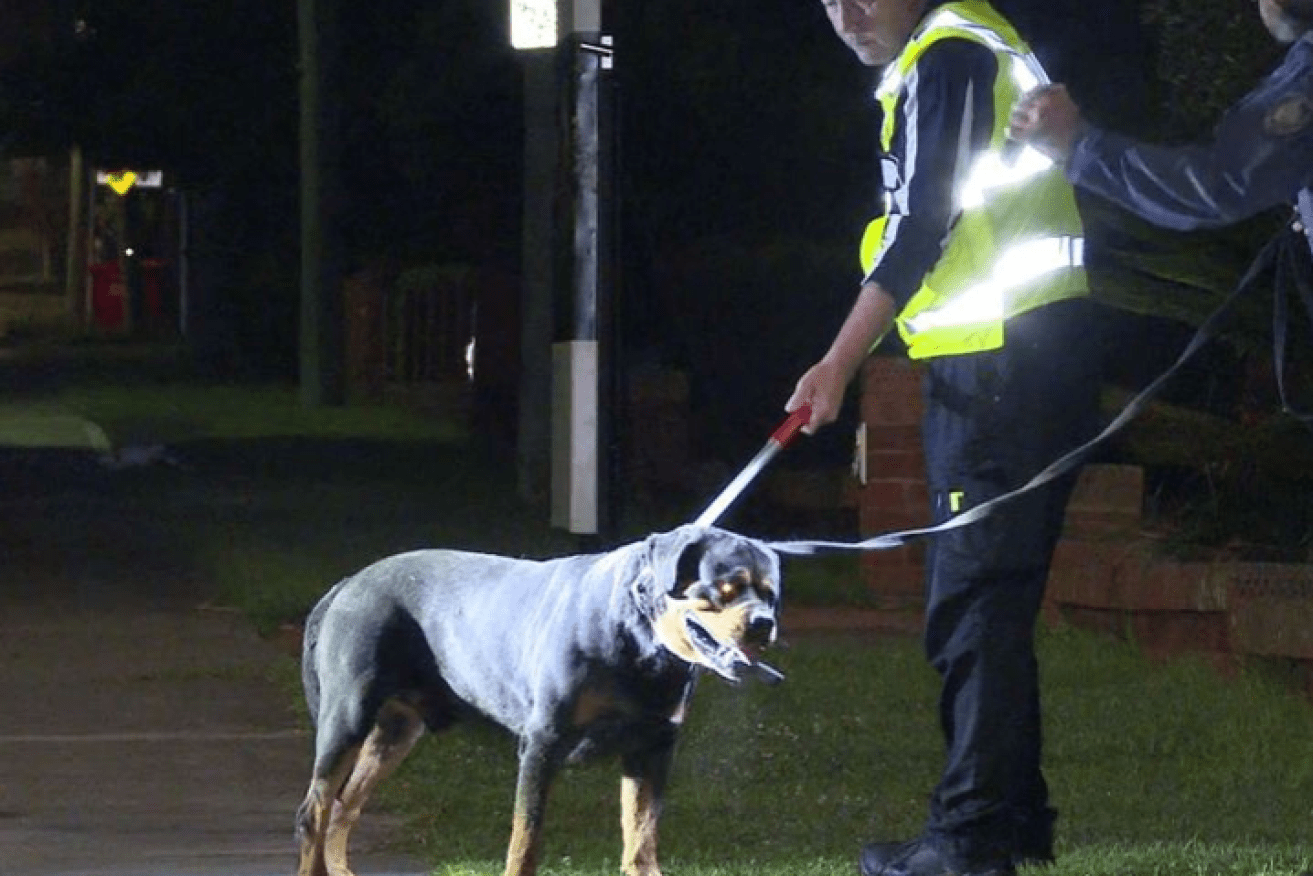 Police use a rigid control bar to keep the rottweiler at a safe distance after the attack.