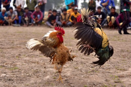 Rooster kills man during illegal cockfight