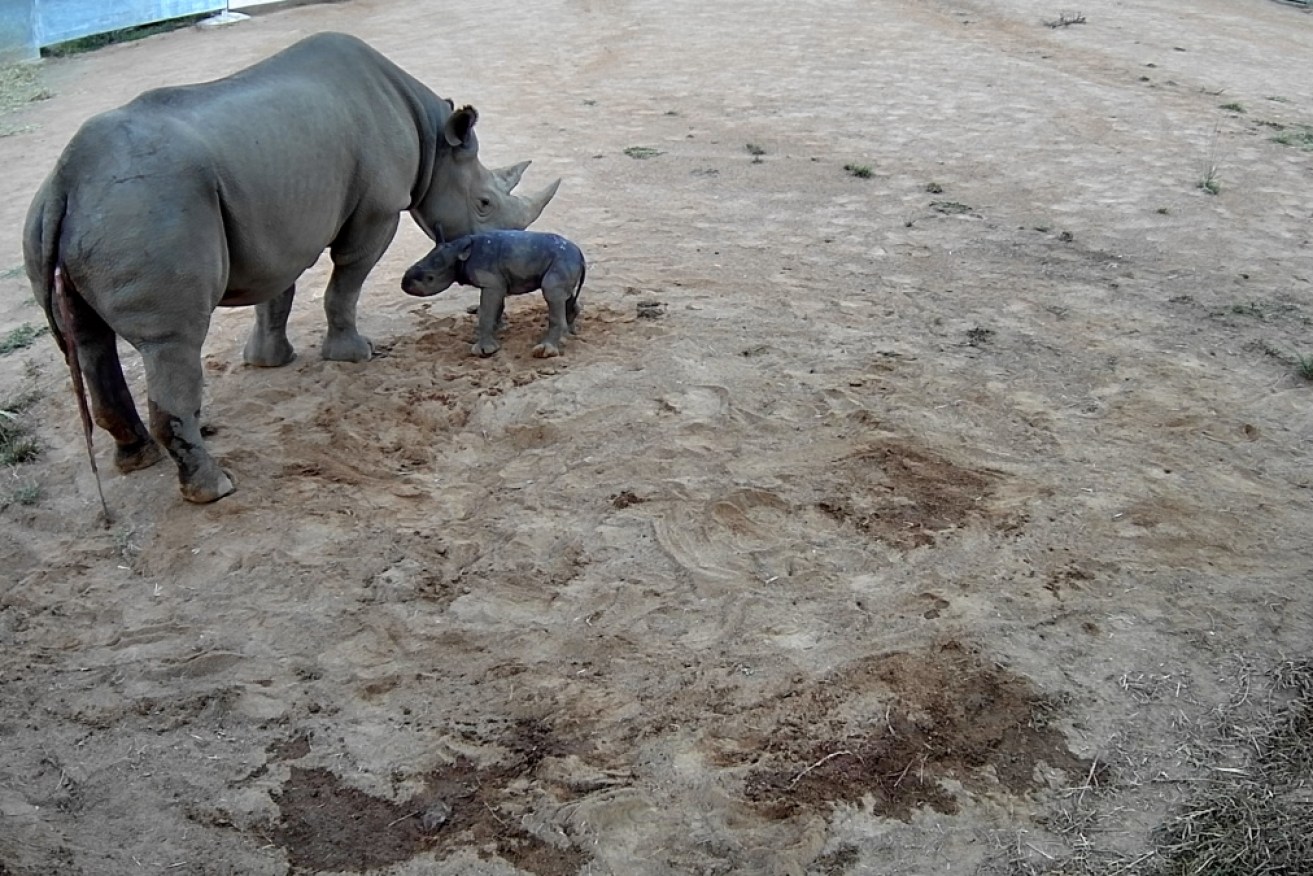 The precious new arrival and her mum, captured on security camera footage.