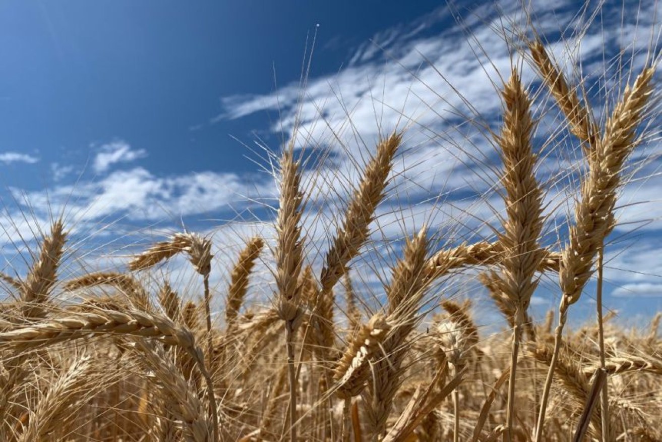 A massive grain harvest has catapulted farmer returns. 