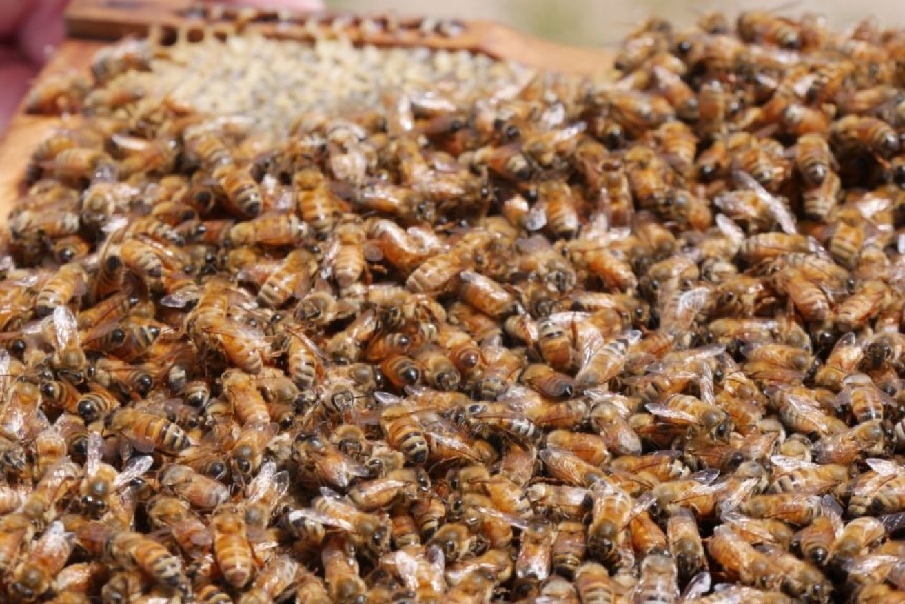 Ben Hooper's honey bees have had less nectar and pollen available to them this summer.