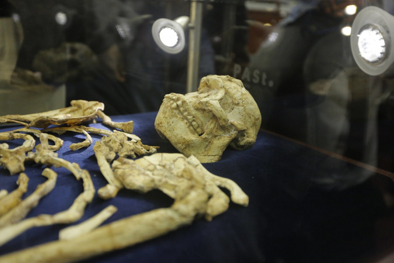 The ‘Little Foot’ hominid on display at Wits University in Johannesburg, South Africa in December 2017.