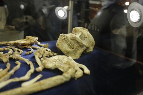 ‘Little Foot’ sheds more light on human origins